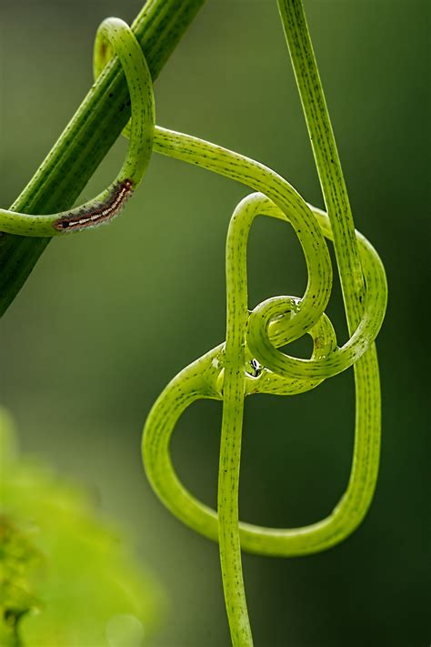 蛇陰 元ネタ 藤蔓植物